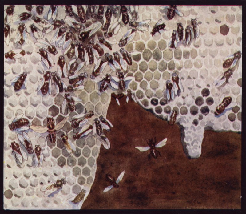 Abejas trabajando en el panal de Edwin Noble