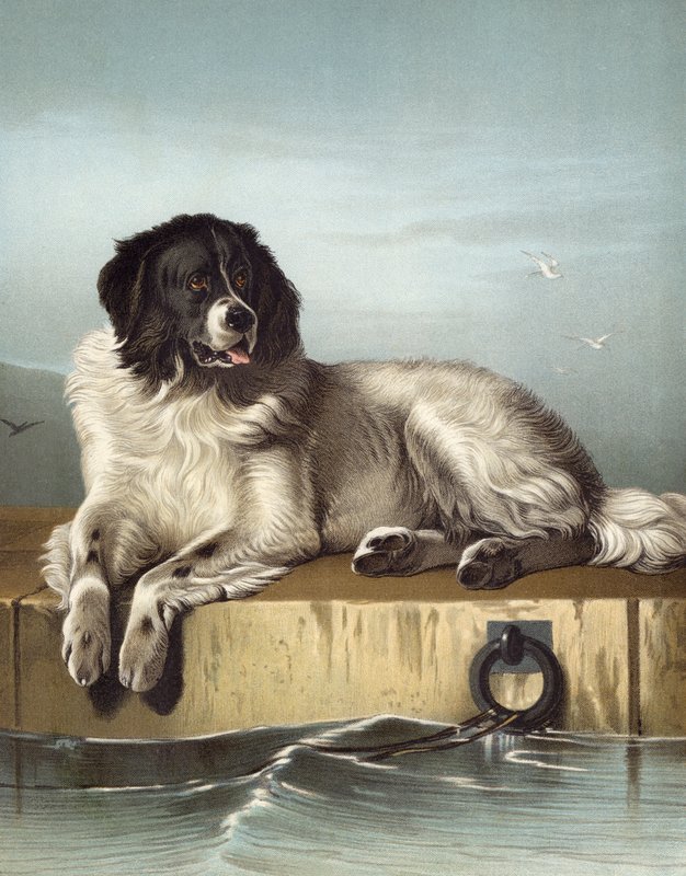 Un miembro distinguido de la Sociedad Humana de Edwin after Landseer