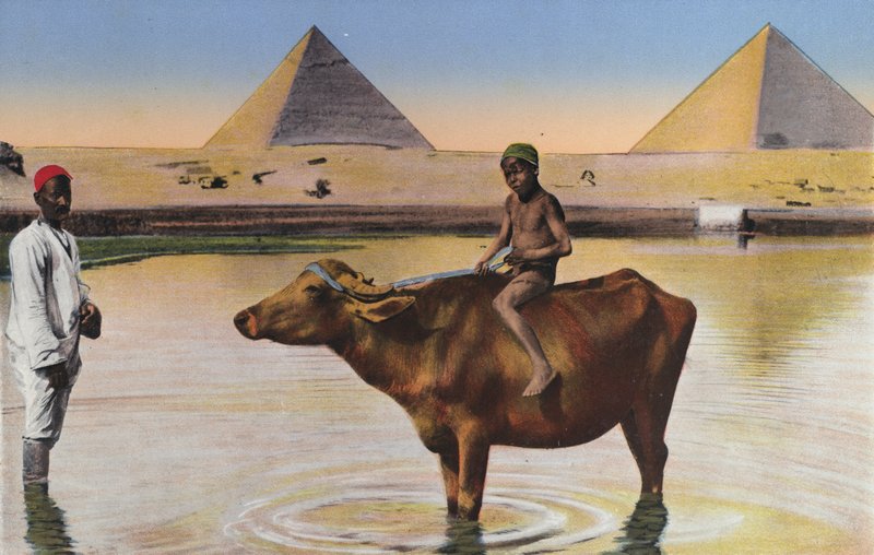 El Cairo, pirámides y búfalos en el Nilo (foto en color) de Egyptian Photographer