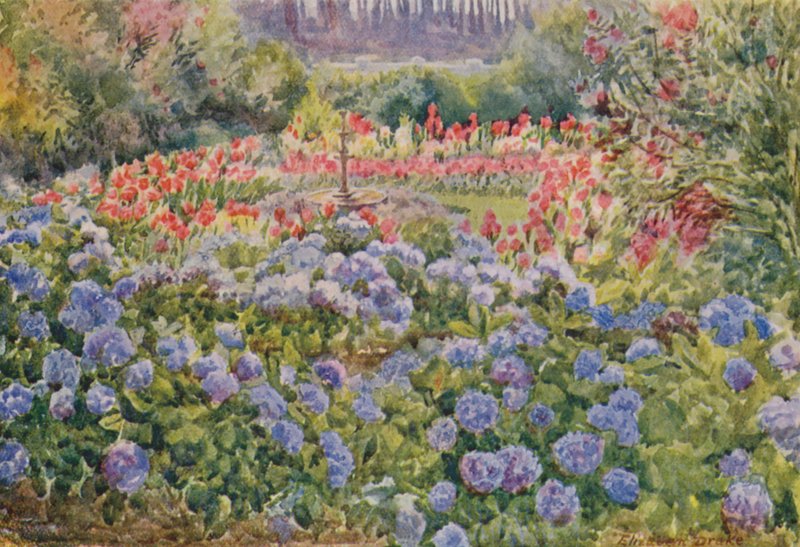 Hortensias azules y cannas rosas, Alphen, Wynberg (litografía en color) de Elizabeth Drake