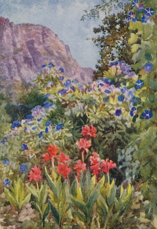 Ipomoea azul y Cannas, Bishopscourt, cerca de Ciudad del Cabo (litografía en color) de Elizabeth Drake