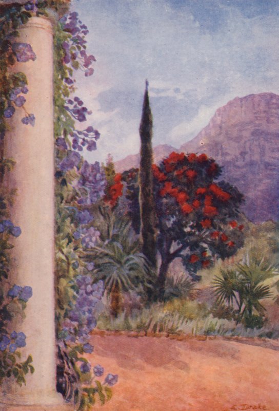 Eucalipto rojo oscuro y Solanum Wendlandii en Paradise, Claremont (litografía en color) de Elizabeth Drake