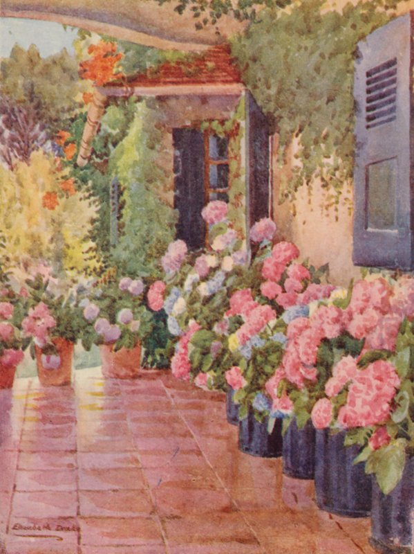 Hydrangeas on the Stoep, Paradise, Claremont (litografía en color) de Elizabeth Drake