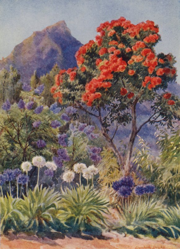 Eucalipto de flor escarlata, cerca de Ciudad del Cabo (litografía en color) de Elizabeth Drake