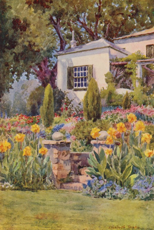 Cannas amarillas en Steps, Bishopscourt, cerca de Ciudad del Cabo (litografía en color) de Elizabeth Drake