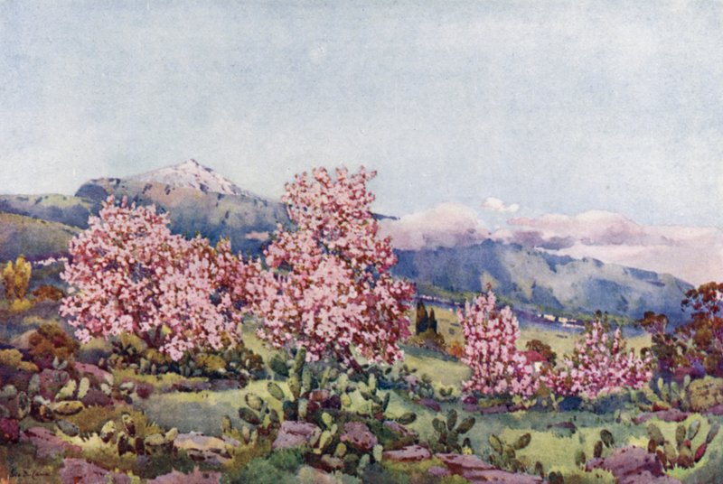 Almendro en Flor, Valle de la Orotava (litografía en color) de Ella Du Cane