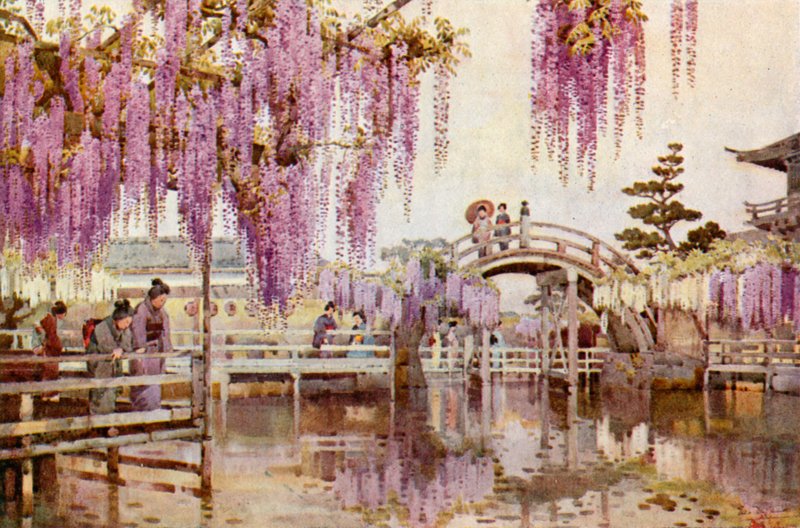 Wistaria, Kameido (litografía en color) de Ella Du Cane