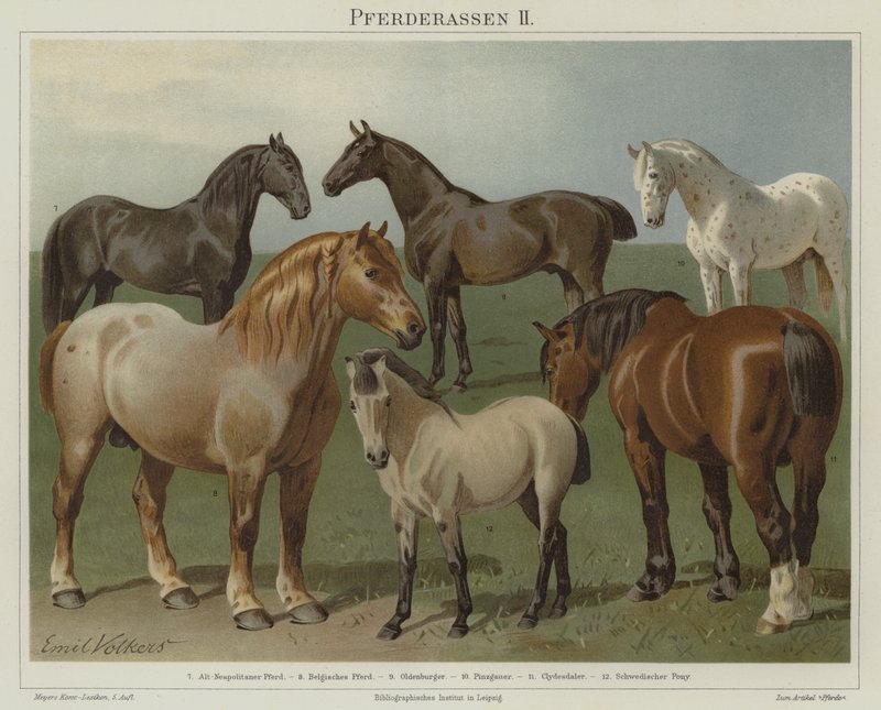 Razas de caballos de Emil Volkers