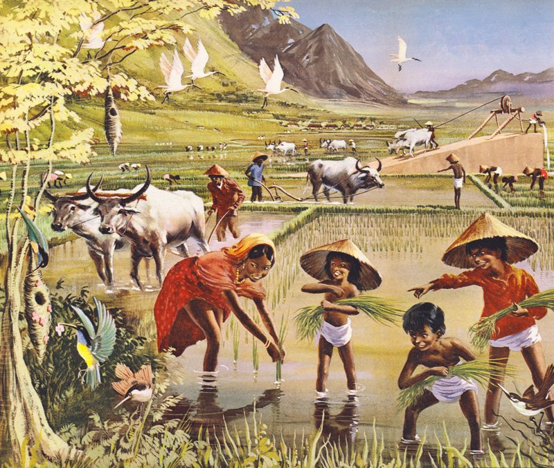 Un campo de arroz, o arrozal, en Malasia de English School