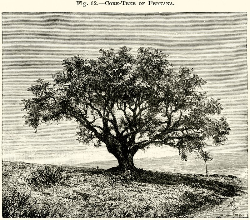 Árbol de corcho de Fernana de English School