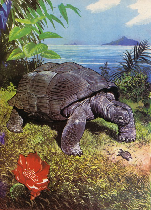 Tortuga gigante en las Islas Galápagos de English School