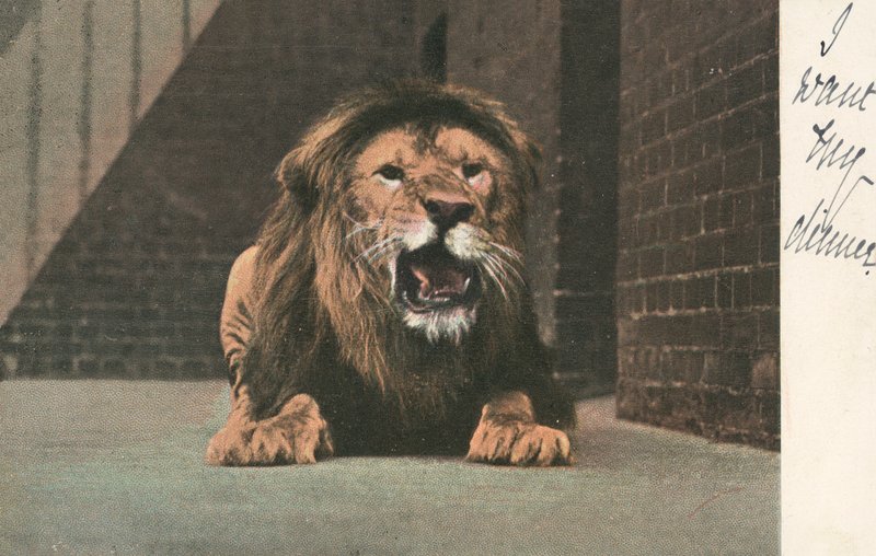 León en el zoológico, gruñendo de English School