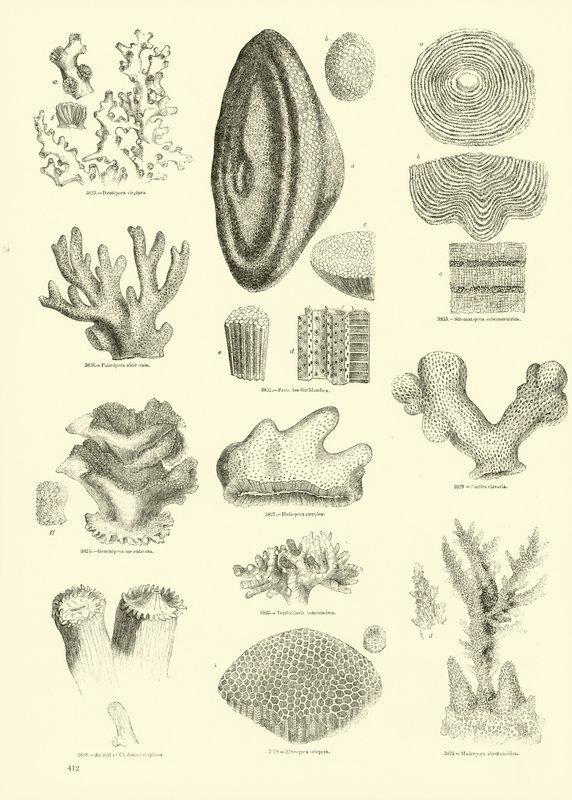 Página del Museo Pictórico de la Naturaleza Animada de English School