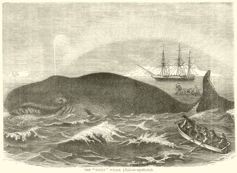 La ballena franca (Balcena Mysticetus) de English School