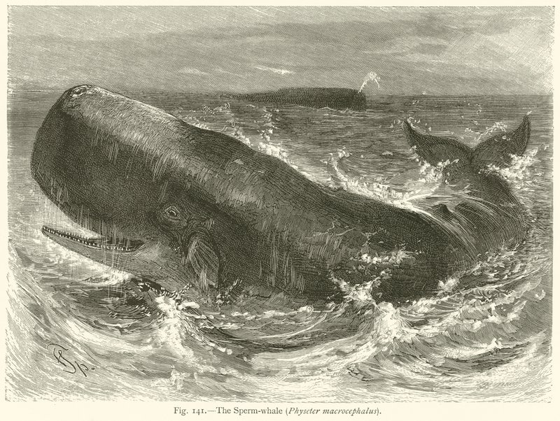 El cachalote (Physeter Macrocephalus) de English School