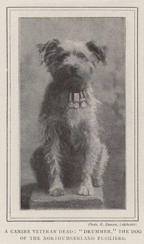 Un Veterano Canino Muerto, Drummer, el Perro de los Fusileros de Northumberland de English Photographer