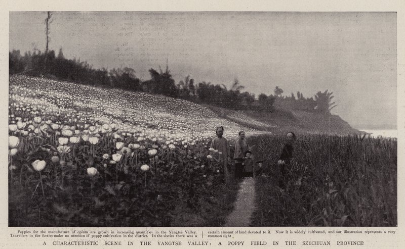 Una escena característica en el valle del Yangtsé, un campo de amapolas en la provincia de Szechuan de English Photographer