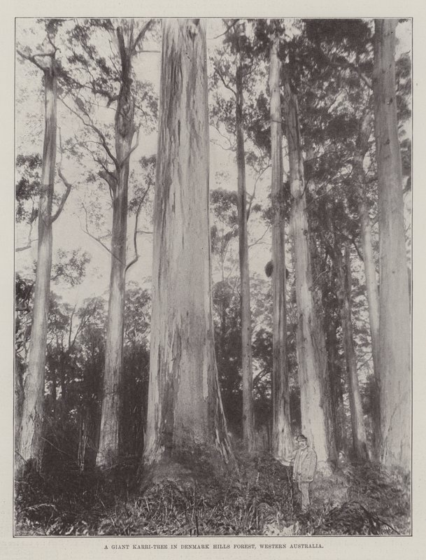 Un Árbol Karri Gigante en el Bosque de Denmark Hills, Australia Occidental de English Photographer