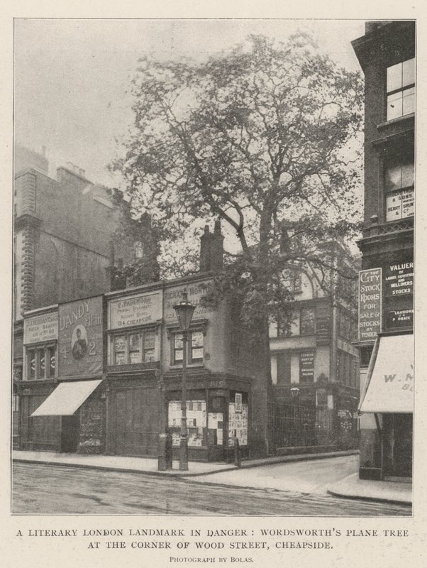 Un hito literario de Londres en peligro, el plátano de Wordsworth en la esquina de Wood Street, Cheapside de English Photographer