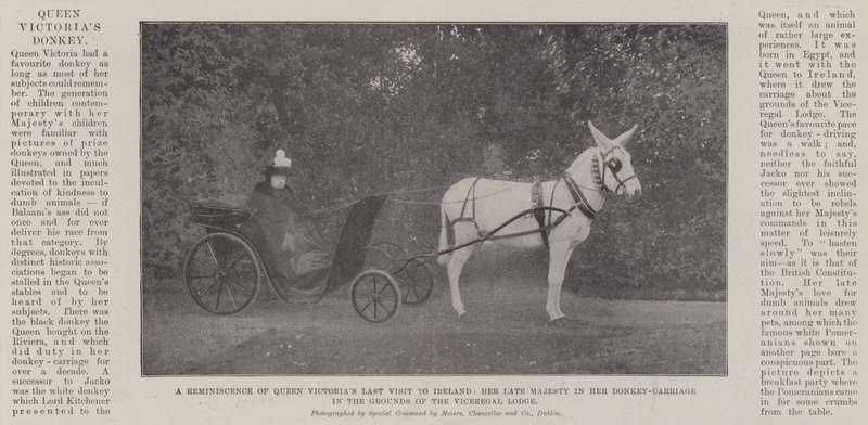 Un recuerdo de la última visita de la reina Victoria a Irlanda, Su difunta Majestad en su carro de burro en los terrenos de la Residencia Virreinal de English Photographer