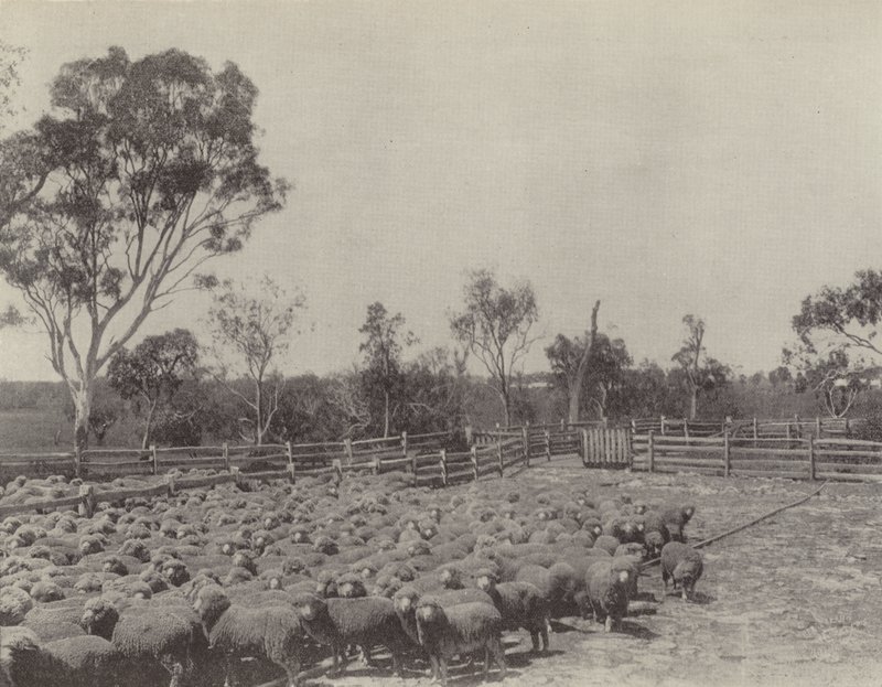 Una Estación de Ovejas en el Sur de Queensland de English Photographer