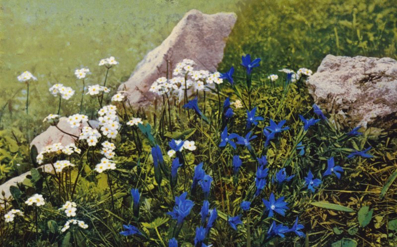 Flores alpinas: Androsace Chamaejasme y Gentiana Pumila (foto en color) de English Photographer