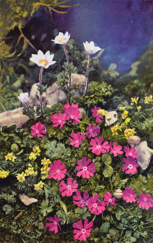 Flores alpinas: Draba Aizoides con Primula Minima (centro) y Anemone Baldensis (detrás) (foto en color) de English Photographer
