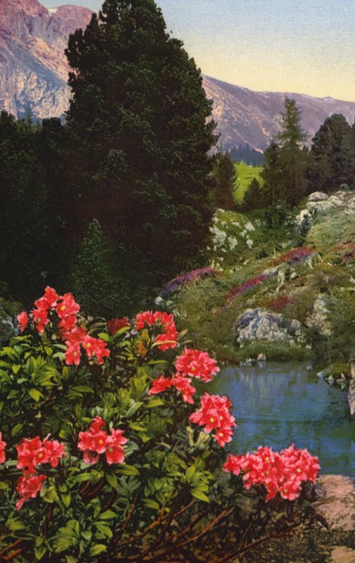 Flores alpinas: Rhododendron Ferrugineum (foto en color) de English Photographer