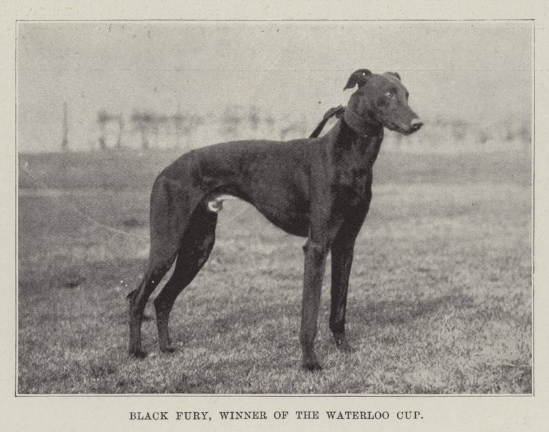 Black Fury, ganador de la Copa Waterloo de English Photographer