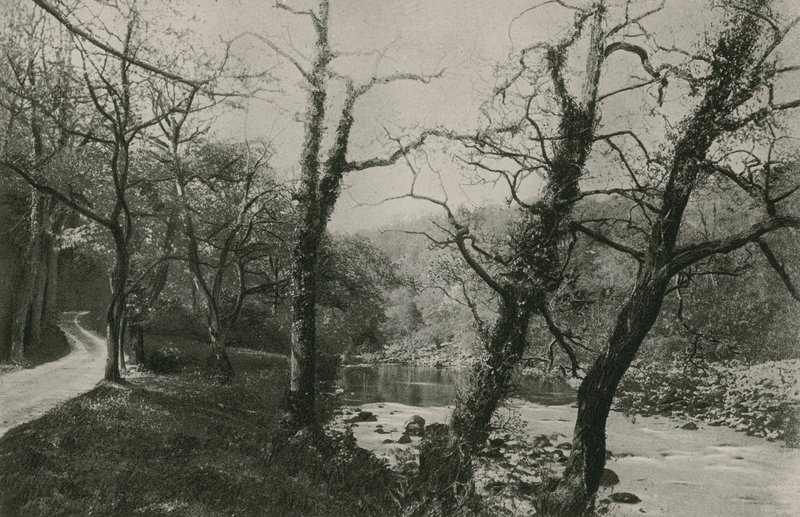Bosques de Bolton de English Photographer