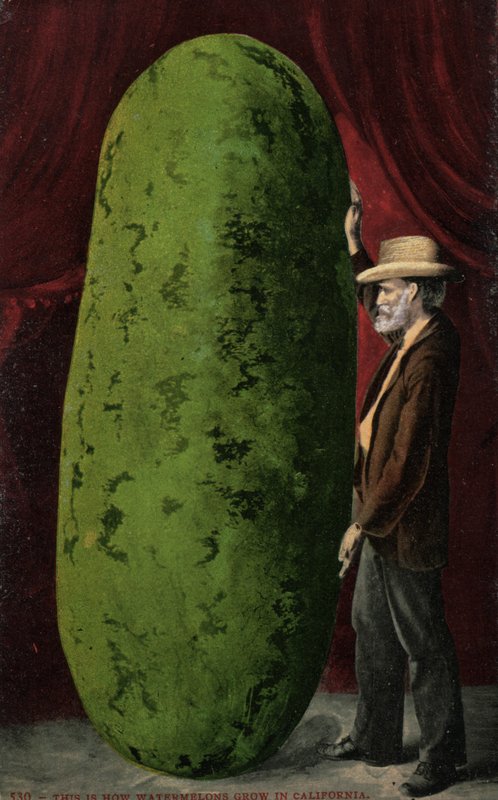 Sandia californiana (foto color) de English Photographer