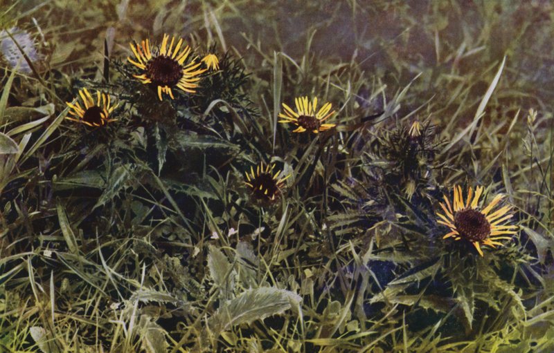Carline Thistles (foto) de English Photographer