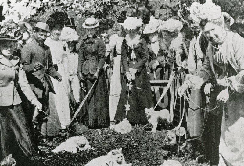 Exposición de gatos en los Jardines Botánicos Reales, Westminster, en 1900 de English Photographer