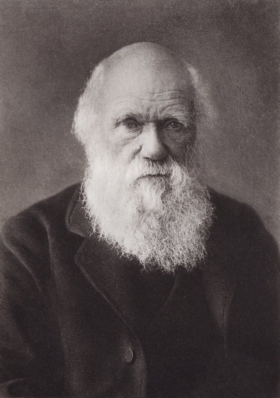 Charles Darwin, retrato, c. 1880 de English Photographer