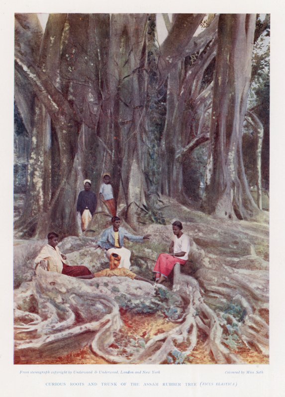 Curiosas raíces y tronco del árbol del caucho de Assam, Ficus Elastica (foto coloreada) de English Photographer