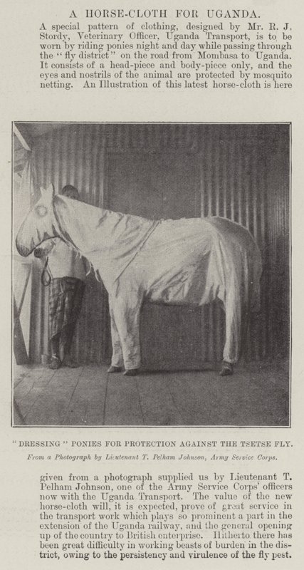 Preparando Ponis para Protección contra la Mosca Tsetsé de English Photographer