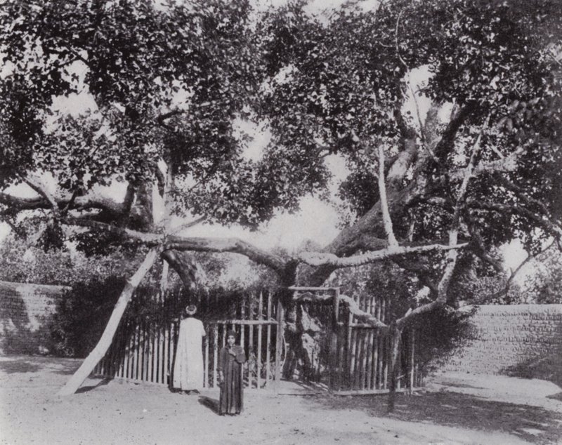 Egipto: El Árbol de la Virgen de English Photographer