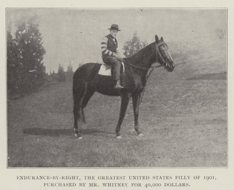 Endurance-by-Right, la Mayor Potranca de los Estados Unidos de 1901, comprada por el Sr. Whitney por 40,000 Dólares de English Photographer