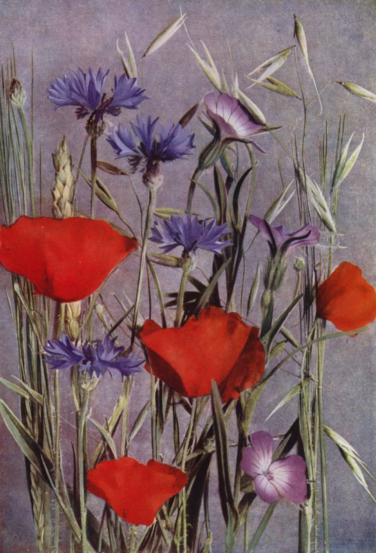 Flores del maizal (foto) de English Photographer