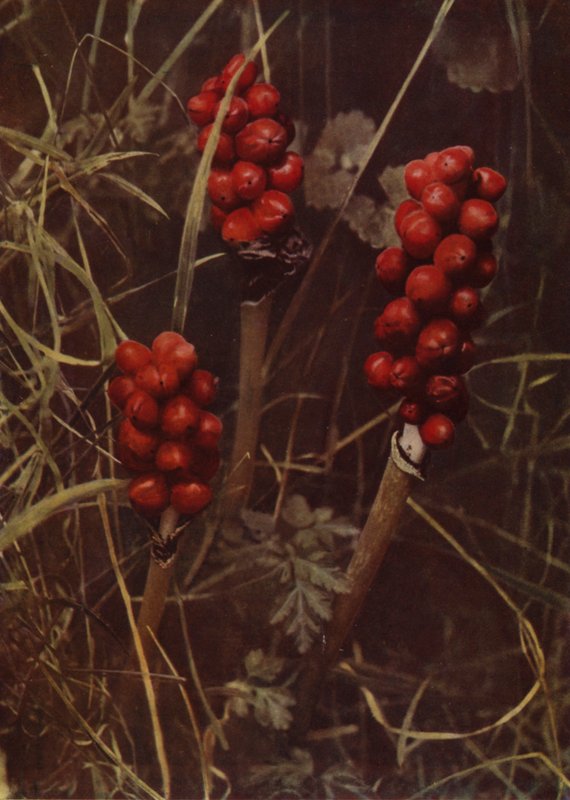 Fruta de Cuco-Pinta (foto) de English Photographer