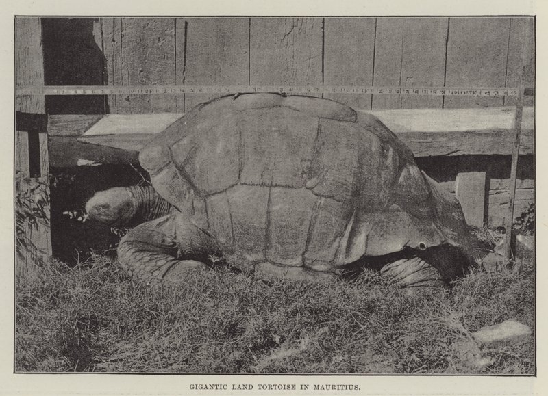 Tortuga terrestre gigante en Mauricio de English Photographer