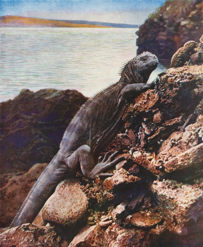 Gran iguana marina en una de las islas Galápagos (foto en color) de English Photographer