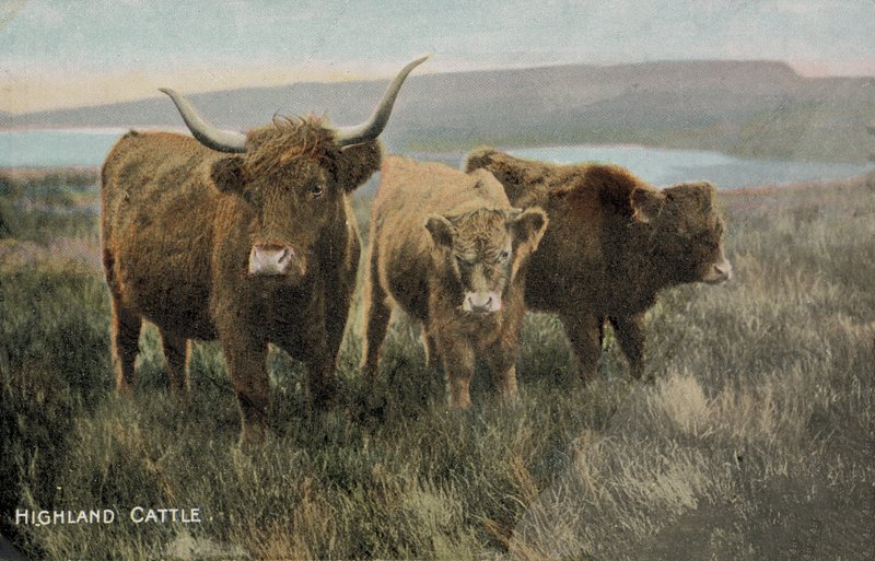 Ganado de las Highlands (foto) de English Photographer