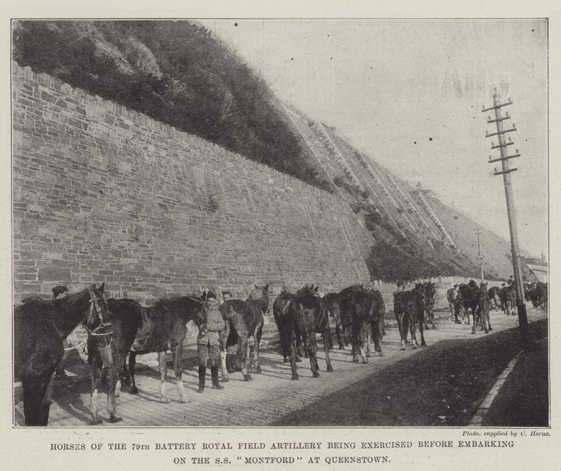 Caballos de la 79ª Batería de Artillería de Campo Real siendo ejercitados antes de embarcar en el SS Montford en Queenstown de English Photographer