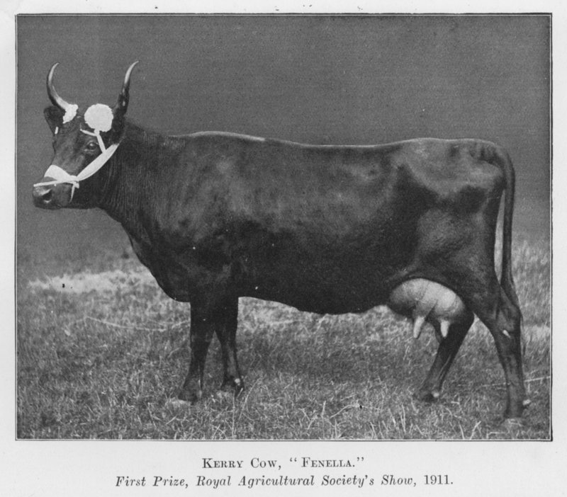 Vaca Kerry, Fenella, primer premio, exposición de la Sociedad Real de Agricultura de English Photographer