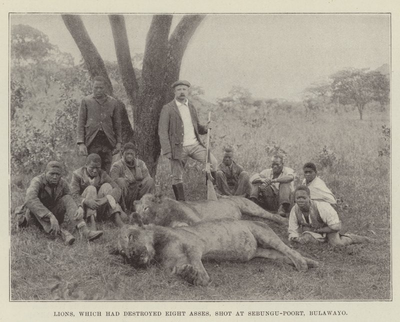 Leones que habían destruido ocho asnos, abatidos en Sebungu-Poort, Bulawayo de English Photographer