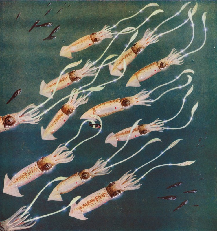 Calamares luminosos o sepias en el Mar de Japón (foto en color) de English Photographer