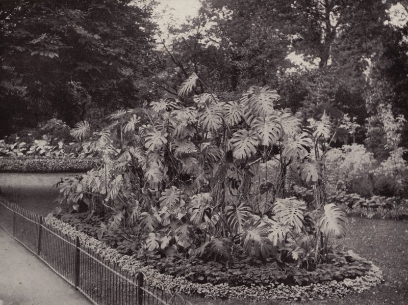 Monstera Deliciosa en Battersea Park (foto en blanco y negro) de English Photographer