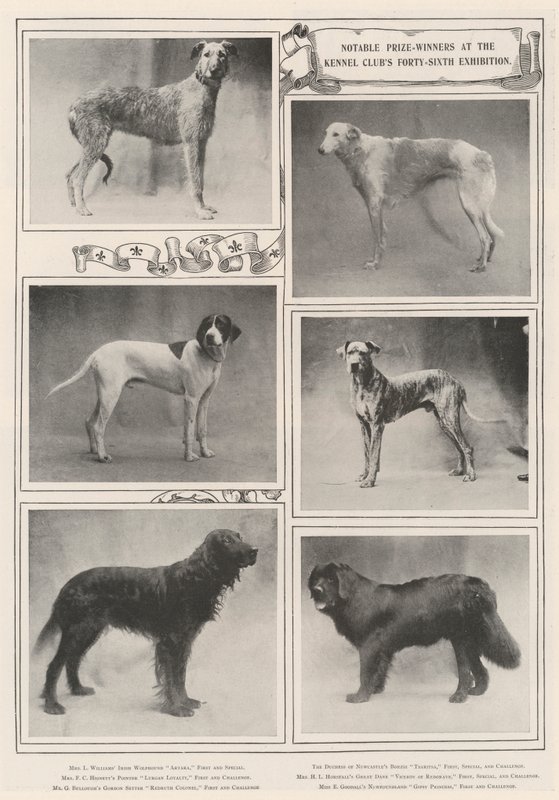 Ganadores de premios notables en la cuadragésima sexta exposición del Kennel Club de English Photographer