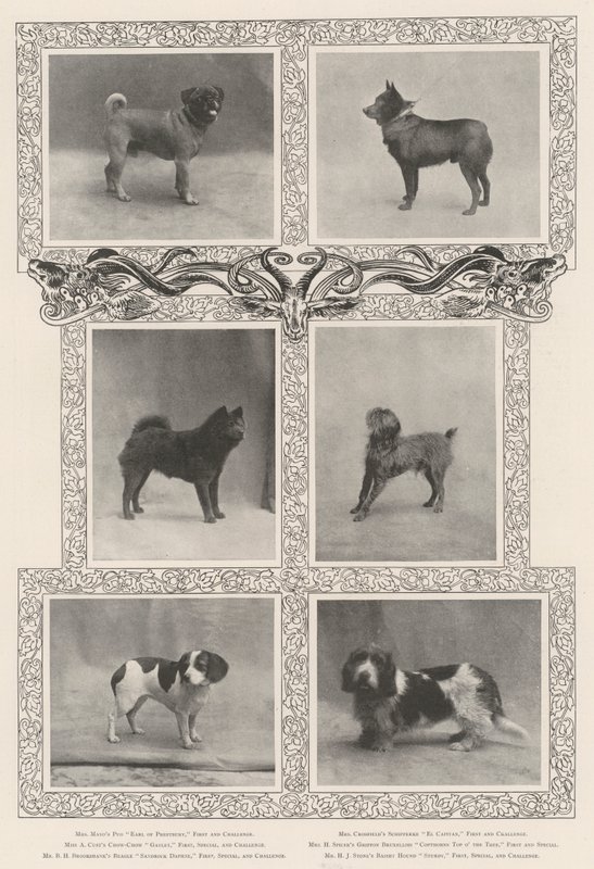 Ganadores de premios notables en la cuadragésima sexta exposición del Kennel Club de English Photographer